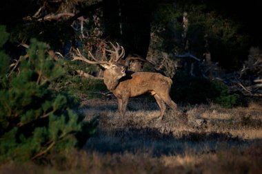 Hollanda 'daki Ulusal Park Hoge Veluwe sahasında kızıl geyik (Cervus elaphus).