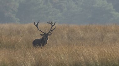 Hollanda 'daki Ulusal Park Hoge Veluwe sahasında kızıl geyik (Cervus elaphus).