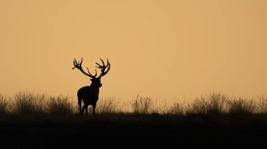 Hollanda 'daki Ulusal Park Hoge Veluwe sahasında kızıl geyik (Cervus elaphus).