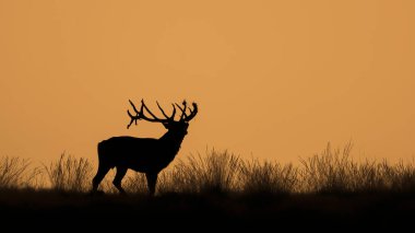 Hollanda 'daki Ulusal Park Hoge Veluwe sahasında kızıl geyik (Cervus elaphus).