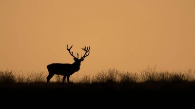 Hollanda 'daki Ulusal Park Hoge Veluwe sahasında kızıl geyik (Cervus elaphus).