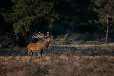 Hollanda 'daki Ulusal Park Hoge Veluwe sahasında kızıl geyik (Cervus elaphus).
