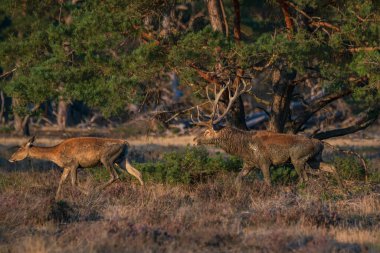 Hollanda 'daki Ulusal Park Hoge Veluwe sahasında kızıl geyik (Cervus elaphus).