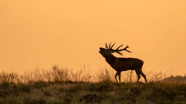 Hollanda 'daki Ulusal Park Hoge Veluwe sahasında günbatımında bir kızıl geyiğin (Cervus elaphus) gölgesi. Arka planda orman var. Sarı arkaplan.