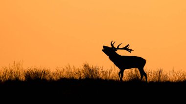 Hollanda 'daki Ulusal Park Hoge Veluwe sahasında günbatımında bir kızıl geyiğin (Cervus elaphus) gölgesi. Arka planda orman var. Sarı arkaplan.