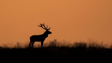 Hollanda 'daki Ulusal Park Hoge Veluwe sahasında günbatımında bir kızıl geyiğin (Cervus elaphus) gölgesi. Arka planda orman var. Sarı arkaplan.
