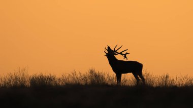 Hollanda 'daki Ulusal Park Hoge Veluwe sahasında günbatımında bir kızıl geyiğin (Cervus elaphus) gölgesi. Arka planda orman var. Sarı arkaplan.