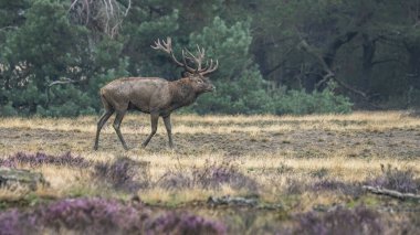Hollanda 'daki Ulusal Park Hoge Veluwe sahasında çiftleşme mevsiminde kızıl geyik (Cervus elaphus). Orman arka planda.