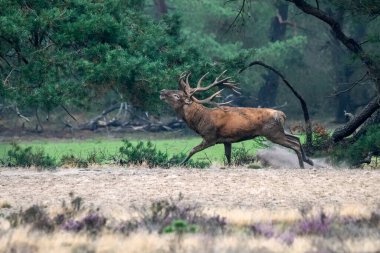Hollanda 'daki Ulusal Park Hoge Veluwe sahasında çiftleşme mevsiminde kızıl geyik (Cervus elaphus). Orman arka planda.