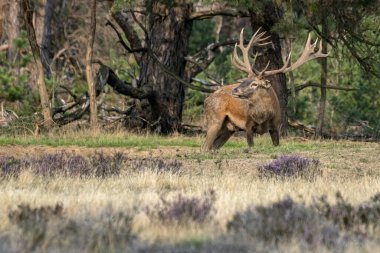 Hollanda 'daki Ulusal Park Hoge Veluwe sahasında çiftleşme mevsiminde kızıl geyik (Cervus elaphus). Orman arka planda.