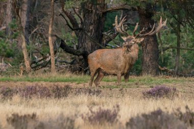 Hollanda 'daki Ulusal Park Hoge Veluwe sahasında çiftleşme mevsiminde kızıl geyik (Cervus elaphus). Orman arka planda.