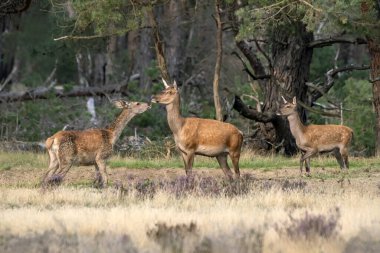 Hollanda 'daki Ulusal Park Hoge Veluwe sahasında kızıl geyik (Cervus elaphus).