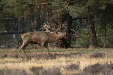 Hollanda 'daki Ulusal Park Hoge Veluwe sahasında çiftleşme mevsiminde kızıl geyik (Cervus elaphus). Orman arka planda.