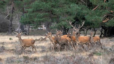 Kızıl geyik (Cervus elaphus) Hollanda 'daki Hoge Veluwe Ulusal Parkı' nda çiftleşme mevsiminde bir erkek ve dişi geyik. Orman arka planda.