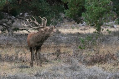 Hollanda 'daki Ulusal Park Hoge Veluwe sahasında çiftleşme mevsiminde kızıl geyik (Cervus elaphus). Orman arka planda.