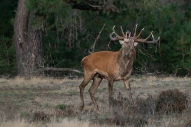 Hollanda 'daki Ulusal Park Hoge Veluwe sahasında çiftleşme mevsiminde kızıl geyik (Cervus elaphus). Orman arka planda.