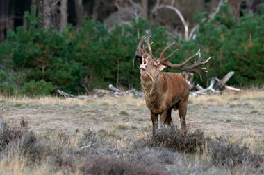 Hollanda 'daki Ulusal Park Hoge Veluwe sahasında çiftleşme mevsiminde kızıl geyik (Cervus elaphus). Orman arka planda.