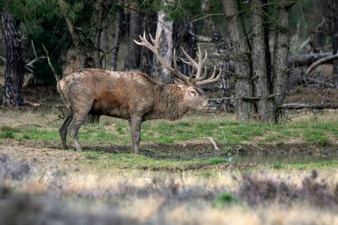 Hollanda 'daki Ulusal Park Hoge Veluwe sahasında çiftleşme mevsiminde kızıl geyik (Cervus elaphus). Orman arka planda.