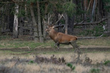 Hollanda 'daki Ulusal Park Hoge Veluwe sahasında çiftleşme mevsiminde kızıl geyik (Cervus elaphus). Orman arka planda.