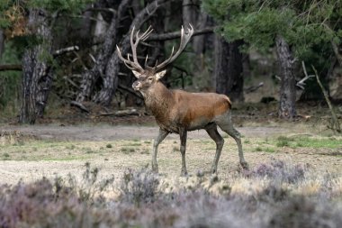 Hollanda 'daki Ulusal Park Hoge Veluwe sahasında çiftleşme mevsiminde kızıl geyik (Cervus elaphus). Orman arka planda.