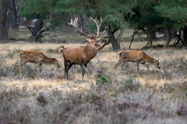 Kızıl geyik (Cervus elaphus) Hollanda 'daki Hoge Veluwe Ulusal Parkı' nda çiftleşme mevsiminde bir erkek ve dişi geyik. Orman arka planda.