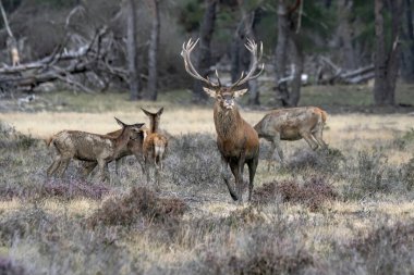 Kızıl geyik (Cervus elaphus) Hollanda 'daki Hoge Veluwe Ulusal Parkı' nda çiftleşme mevsiminde bir erkek ve dişi geyik. Orman arka planda.