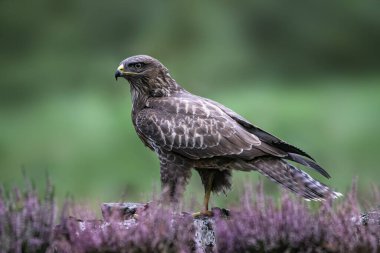 Hollanda 'daki Noord Brabant ormanında Kuzey Goshawk Yetişkinleri (Accipiter gentilis).                                                              