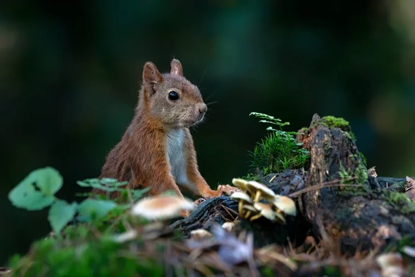 Mooie Rode Eekhoorn Sciurus Vulgaris Het Bos Van Noord Brabant — Stockfoto