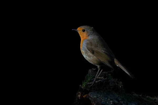 Птица Робин Erithacus Rubecula Лесу Брабант Нидерландах — стоковое фото