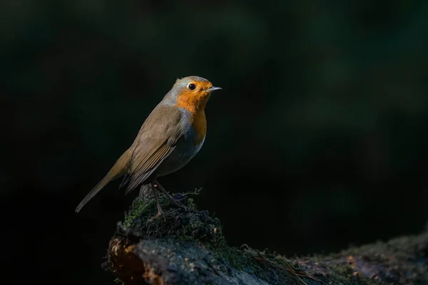 Uccello Rapace Erithacus Rubecula Nella Foresta Del Brabante Nei Paesi — Foto Stock