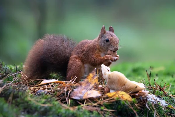 Schönes Rotes Eichhörnchen Sciurus Vulgaris Wald Von Noord Brabant Den — Stockfoto