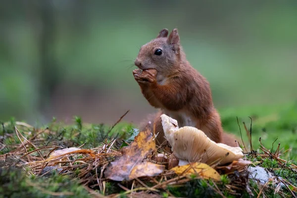 Όμορφη Κόκκινο Σκίουρος Sciurus Vulgaris Στο Δάσος Noord Brabant Στην — Φωτογραφία Αρχείου