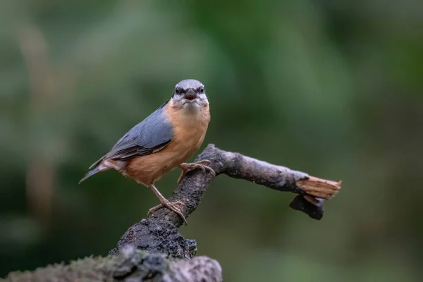 Eurasian Nuthatch Sitta Europaea Гілці Лісі Норд Брабант Нідерланди — стокове фото