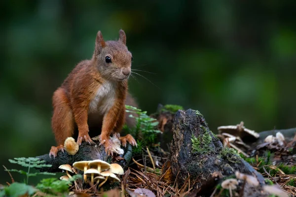 Beautiful Red Squirrel Sciurus Vulgaris Forest Noord Brabant Netherlands — Stock Photo, Image