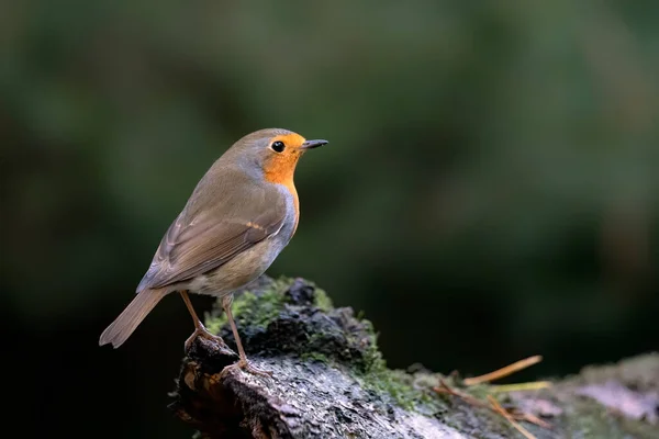 Robin Bird Erithacus Rubecula Στο Δάσος Του Brabant Στις Κάτω — Φωτογραφία Αρχείου