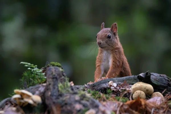 Esquilo Vermelho Eurasiano Sciurus Vulgaris Floresta Noord Brabant Nos Países — Fotografia de Stock