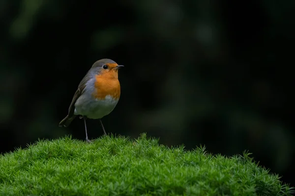 Robin Bird Erithacus Rubecula Bosque Brabante Los Países Bajos —  Fotos de Stock