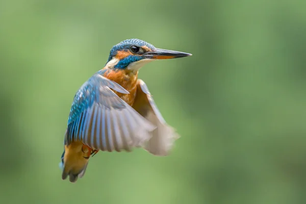 Ijsvogel Alcedo Atthis Het Bos Van Overijssel Nederland — Stockfoto