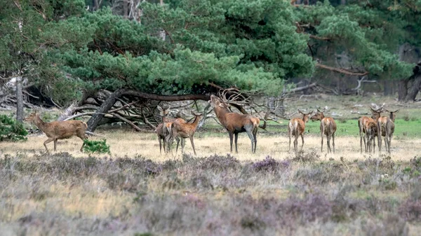 Jeleń Czerwony Cervus Elaphus Terenie Parku Narodowego Hoge Veluwe Holandii — Zdjęcie stockowe