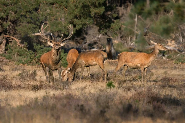 Red Deer Cervus Elaphus Field National Park Hoge Veluwe Netherlands — Stock Photo, Image