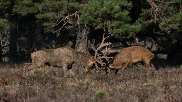 Red Deer Cervus Elaphus Stags Fighting Rutting Season Field National — Stock Photo, Image