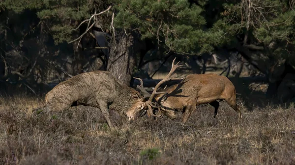 Ciervo Rojo Cervus Elaphus Ciervos Luchando Temporada Celo Campo Del —  Fotos de Stock