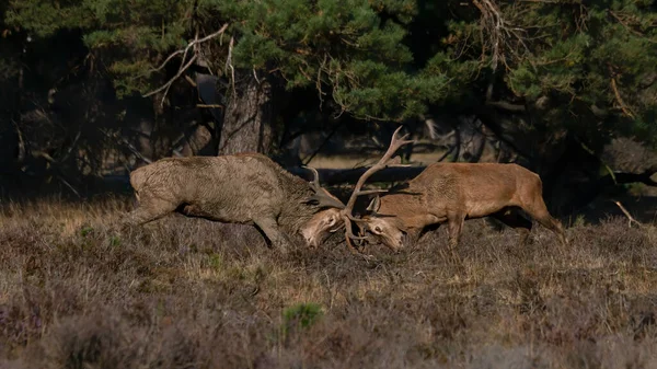 Cervus Elaphus 네덜란드 호지볼 들판에서 싸우고 과싸우고 — 스톡 사진