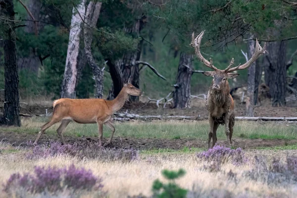 Ερυθρό Ελάφι Αρσενικού Ελαφιού Cervus Elaphus Και Θηλυκού Ελαφιού Κατά — Φωτογραφία Αρχείου