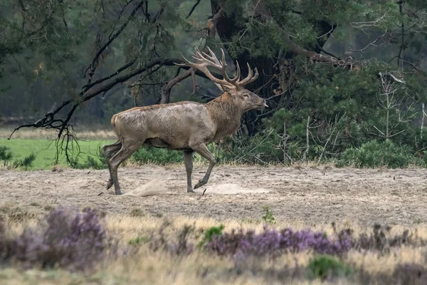 Cervus Elaphus 볼루웨 평야에서 녹아내리는 계절에 사슴이다 배경의 — 스톡 사진