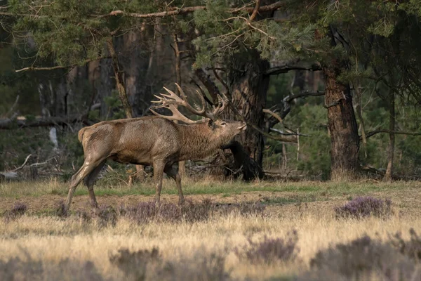 Cervus Elaphus 볼루웨 평야에서 녹아내리는 계절에 사슴이다 배경의 — 스톡 사진