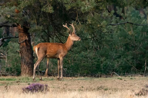 Male Fallow Deer Dama Dama Rutting Season Forest Amsterdam Waterleidingduinen — Stock Photo, Image