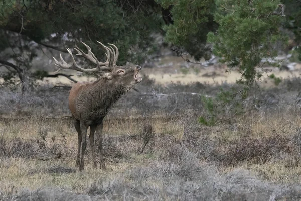 Ερυθρό Ελάφι Cervus Elaphus Ελάφι Περίοδο Ορνιθοσκαλίσματος Στο Πεδίο Του — Φωτογραφία Αρχείου