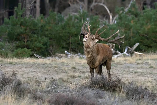 Cervus Elaphus 볼루웨 평야에서 녹아내리는 계절에 사슴이다 배경의 — 스톡 사진