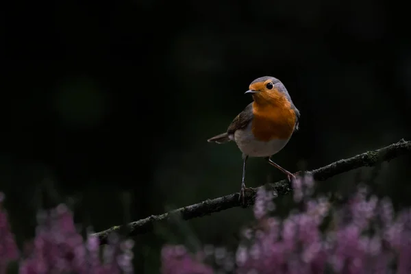 Robin Bird Erithacus Rubecula Bosque Brabante Los Países Bajos —  Fotos de Stock